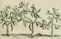 An illustration from Histoire naturelle et morale des iles Antilles de l'Amerique : enrichie de plusieurs belles figures des raretez les plus considerables qui y sont d'écrites : avec un vocabulaire caraibe (1658)