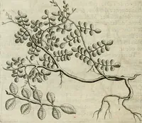 An illustration from Histoire naturelle et morale des iles Antilles de l'Amerique : enrichie de plusieurs belles figures des raretez les plus considerables qui y sont d'écrites : avec un vocabulaire caraibe (1658)