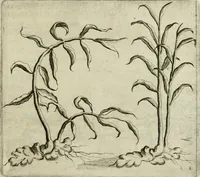 An illustration from Histoire naturelle et morale des iles Antilles de l'Amerique : enrichie de plusieurs belles figures des raretez les plus considerables qui y sont d'écrites : avec un vocabulaire caraibe (1658)