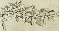 Picture 29 of 62 from Histoire naturelle et morale des iles Antilles de l'Amerique : enrichie de plusieurs belles figures des raretez les plus considerables qui y sont d'écrites : avec un vocabulaire caraibe (1658), leaf 123