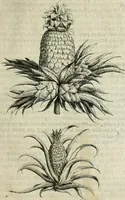 An illustration from Histoire naturelle et morale des iles Antilles de l'Amerique : enrichie de plusieurs belles figures des raretez les plus considerables qui y sont d'écrites : avec un vocabulaire caraibe (1658)