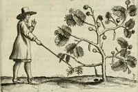 An illustration from Histoire naturelle et morale des iles Antilles de l'Amerique : enrichie de plusieurs belles figures des raretez les plus considerables qui y sont d'écrites : avec un vocabulaire caraibe (1658)