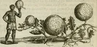 An illustration from Histoire naturelle et morale des iles Antilles de l'Amerique : enrichie de plusieurs belles figures des raretez les plus considerables qui y sont d'écrites : avec un vocabulaire caraibe (1658)