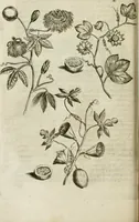 An illustration from Histoire naturelle et morale des iles Antilles de l'Amerique : enrichie de plusieurs belles figures des raretez les plus considerables qui y sont d'écrites : avec un vocabulaire caraibe (1658)