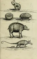 An illustration from Histoire naturelle et morale des iles Antilles de l'Amerique : enrichie de plusieurs belles figures des raretez les plus considerables qui y sont d'écrites : avec un vocabulaire caraibe (1658)