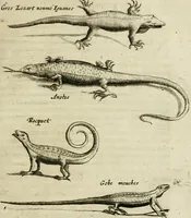 Picture 35 of 62 from Histoire naturelle et morale des iles Antilles de l'Amerique : enrichie de plusieurs belles figures des raretez les plus considerables qui y sont d'écrites : avec un vocabulaire caraibe (1658), leaf 158