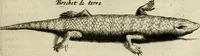 An illustration from Histoire naturelle et morale des iles Antilles de l'Amerique : enrichie de plusieurs belles figures des raretez les plus considerables qui y sont d'écrites : avec un vocabulaire caraibe (1658)