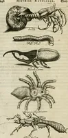 An illustration from Histoire naturelle et morale des iles Antilles de l'Amerique : enrichie de plusieurs belles figures des raretez les plus considerables qui y sont d'écrites : avec un vocabulaire caraibe (1658)