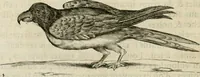 An illustration from Histoire naturelle et morale des iles Antilles de l'Amerique : enrichie de plusieurs belles figures des raretez les plus considerables qui y sont d'écrites : avec un vocabulaire caraibe (1658)