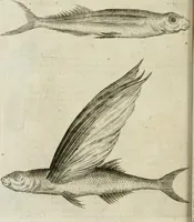 An illustration from Histoire naturelle et morale des iles Antilles de l'Amerique : enrichie de plusieurs belles figures des raretez les plus considerables qui y sont d'écrites : avec un vocabulaire caraibe (1658)