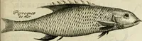 An illustration from Histoire naturelle et morale des iles Antilles de l'Amerique : enrichie de plusieurs belles figures des raretez les plus considerables qui y sont d'écrites : avec un vocabulaire caraibe (1658)