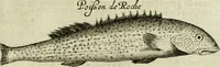 An illustration from Histoire naturelle et morale des iles Antilles de l'Amerique : enrichie de plusieurs belles figures des raretez les plus considerables qui y sont d'écrites : avec un vocabulaire caraibe (1658)