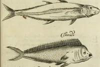 An illustration from Histoire naturelle et morale des iles Antilles de l'Amerique : enrichie de plusieurs belles figures des raretez les plus considerables qui y sont d'écrites : avec un vocabulaire caraibe (1658)