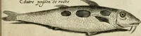 An illustration from Histoire naturelle et morale des iles Antilles de l'Amerique : enrichie de plusieurs belles figures des raretez les plus considerables qui y sont d'écrites : avec un vocabulaire caraibe (1658)