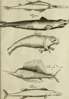 An illustration from Histoire naturelle et morale des iles Antilles de l'Amerique : enrichie de plusieurs belles figures des raretez les plus considerables qui y sont d'écrites : avec un vocabulaire caraibe (1658)