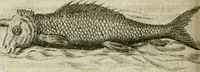 An illustration from Histoire naturelle et morale des iles Antilles de l'Amerique : enrichie de plusieurs belles figures des raretez les plus considerables qui y sont d'écrites : avec un vocabulaire caraibe (1658)
