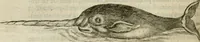 An illustration from Histoire naturelle et morale des iles Antilles de l'Amerique : enrichie de plusieurs belles figures des raretez les plus considerables qui y sont d'écrites : avec un vocabulaire caraibe (1658)