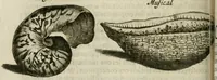 An illustration from Histoire naturelle et morale des iles Antilles de l'Amerique : enrichie de plusieurs belles figures des raretez les plus considerables qui y sont d'écrites : avec un vocabulaire caraibe (1658)