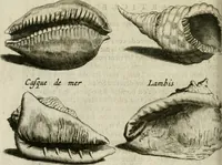 An illustration from Histoire naturelle et morale des iles Antilles de l'Amerique : enrichie de plusieurs belles figures des raretez les plus considerables qui y sont d'écrites : avec un vocabulaire caraibe (1658)