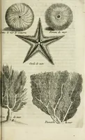 An illustration from Histoire naturelle et morale des iles Antilles de l'Amerique : enrichie de plusieurs belles figures des raretez les plus considerables qui y sont d'écrites : avec un vocabulaire caraibe (1658)