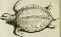 An illustration from Histoire naturelle et morale des iles Antilles de l'Amerique : enrichie de plusieurs belles figures des raretez les plus considerables qui y sont d'écrites : avec un vocabulaire caraibe (1658)