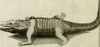 An illustration from Histoire naturelle et morale des iles Antilles de l'Amerique : enrichie de plusieurs belles figures des raretez les plus considerables qui y sont d'écrites : avec un vocabulaire caraibe (1658)