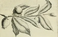 An illustration from Histoire naturelle et morale des iles Antilles de l'Amerique : enrichie de plusieurs belles figures des raretez les plus considerables qui y sont d'écrites : avec un vocabulaire caraibe (1658)