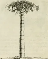 An illustration from Histoire naturelle et morale des iles Antilles de l'Amerique : enrichie de plusieurs belles figures des raretez les plus considerables qui y sont d'écrites : avec un vocabulaire caraibe (1658)
