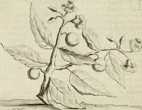 An illustration from Histoire naturelle et morale des iles Antilles de l'Amerique : enrichie de plusieurs belles figures des raretez les plus considerables qui y sont d'écrites : avec un vocabulaire caraibe (1658)