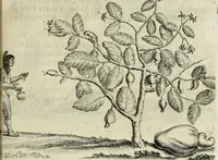 An illustration from Histoire naturelle et morale des iles Antilles de l'Amerique : enrichie de plusieurs belles figures des raretez les plus considerables qui y sont d'écrites : avec un vocabulaire caraibe (1658)