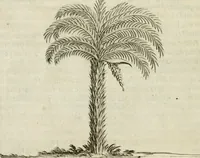 An illustration from Histoire naturelle et morale des iles Antilles de l'Amerique : enrichie de plusieurs belles figures des raretez les plus considerables qui y sont d'écrites : avec un vocabulaire caraibe (1658)