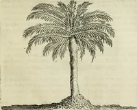 An illustration from Histoire naturelle et morale des iles Antilles de l'Amerique : enrichie de plusieurs belles figures des raretez les plus considerables qui y sont d'écrites : avec un vocabulaire caraibe (1658)
