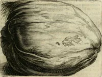 Picture 16 of 62 from Histoire naturelle et morale des iles Antilles de l'Amerique : enrichie de plusieurs belles figures des raretez les plus considerables qui y sont d'écrites : avec un vocabulaire caraibe (1658), leaf 88