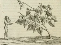 Picture 17 of 62 from Histoire naturelle et morale des iles Antilles de l'Amerique : enrichie de plusieurs belles figures des raretez les plus considerables qui y sont d'écrites : avec un vocabulaire caraibe (1658), leaf 97