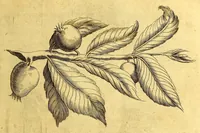 Picture 6 of 46 from Histoire naturelle et morale des iles Antilles de l'Amerique. : Enrichie d'un grand nombre de belles figures en taille douce, des places & des raretez les plus considerables, qui y sont décrites. : Avec un vocabulaire Caraïbe (1665), leaf 111