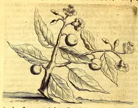 Picture 8 of 46 from Histoire naturelle et morale des iles Antilles de l'Amerique. : Enrichie d'un grand nombre de belles figures en taille douce, des places & des raretez les plus considerables, qui y sont décrites. : Avec un vocabulaire Caraïbe (1665), leaf 116