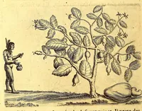 Picture 9 of 46 from Histoire naturelle et morale des iles Antilles de l'Amerique. : Enrichie d'un grand nombre de belles figures en taille douce, des places & des raretez les plus considerables, qui y sont décrites. : Avec un vocabulaire Caraïbe (1665), leaf 118