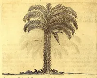 An illustration from Histoire naturelle et morale des iles Antilles de l'Amerique. : Enrichie d'un grand nombre de belles figures en taille douce, des places & des raretez les plus considerables, qui y sont décrites. : Avec un vocabulaire Caraïbe (1665)