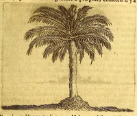 Picture 12 of 46 from Histoire naturelle et morale des iles Antilles de l'Amerique. : Enrichie d'un grand nombre de belles figures en taille douce, des places & des raretez les plus considerables, qui y sont décrites. : Avec un vocabulaire Caraïbe (1665), leaf 125