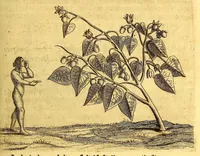 Picture 14 of 46 from Histoire naturelle et morale des iles Antilles de l'Amerique. : Enrichie d'un grand nombre de belles figures en taille douce, des places & des raretez les plus considerables, qui y sont décrites. : Avec un vocabulaire Caraïbe (1665), leaf 139