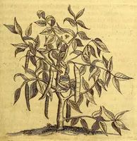 Picture 15 of 46 from Histoire naturelle et morale des iles Antilles de l'Amerique. : Enrichie d'un grand nombre de belles figures en taille douce, des places & des raretez les plus considerables, qui y sont décrites. : Avec un vocabulaire Caraïbe (1665), leaf 141