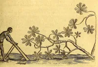 Picture 17 of 46 from Histoire naturelle et morale des iles Antilles de l'Amerique. : Enrichie d'un grand nombre de belles figures en taille douce, des places & des raretez les plus considerables, qui y sont décrites. : Avec un vocabulaire Caraïbe (1665), leaf 151