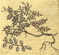 Picture 20 of 46 from Histoire naturelle et morale des iles Antilles de l'Amerique. : Enrichie d'un grand nombre de belles figures en taille douce, des places & des raretez les plus considerables, qui y sont décrites. : Avec un vocabulaire Caraïbe (1665), leaf 160