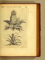 Picture 21 of 46 from Histoire naturelle et morale des iles Antilles de l'Amerique. : Enrichie d'un grand nombre de belles figures en taille douce, des places & des raretez les plus considerables, qui y sont décrites. : Avec un vocabulaire Caraïbe (1665), leaf 165