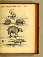 Picture 25 of 46 from Histoire naturelle et morale des iles Antilles de l'Amerique. : Enrichie d'un grand nombre de belles figures en taille douce, des places & des raretez les plus considerables, qui y sont décrites. : Avec un vocabulaire Caraïbe (1665), leaf 187