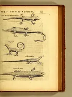 Picture 26 of 46 from Histoire naturelle et morale des iles Antilles de l'Amerique. : Enrichie d'un grand nombre de belles figures en taille douce, des places & des raretez les plus considerables, qui y sont décrites. : Avec un vocabulaire Caraïbe (1665), leaf 197