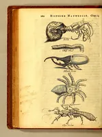 Picture 27 of 46 from Histoire naturelle et morale des iles Antilles de l'Amerique. : Enrichie d'un grand nombre de belles figures en taille douce, des places & des raretez les plus considerables, qui y sont décrites. : Avec un vocabulaire Caraïbe (1665), leaf 208