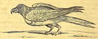 Picture 28 of 46 from Histoire naturelle et morale des iles Antilles de l'Amerique. : Enrichie d'un grand nombre de belles figures en taille douce, des places & des raretez les plus considerables, qui y sont décrites. : Avec un vocabulaire Caraïbe (1665), leaf 214