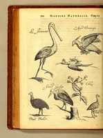 Picture 30 of 46 from Histoire naturelle et morale des iles Antilles de l'Amerique. : Enrichie d'un grand nombre de belles figures en taille douce, des places & des raretez les plus considerables, qui y sont décrites. : Avec un vocabulaire Caraïbe (1665), leaf 228