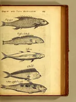 An illustration from Histoire naturelle et morale des iles Antilles de l'Amerique. : Enrichie d'un grand nombre de belles figures en taille douce, des places & des raretez les plus considerables, qui y sont décrites. : Avec un vocabulaire Caraïbe (1665)
